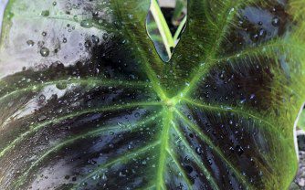 How to grow Colocasia ‘Royal Hawaiian Aloha’