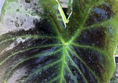 How to grow Colocasia ‘Royal Hawaiian Aloha’