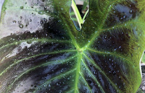 How to grow Colocasia ‘Royal Hawaiian Aloha’