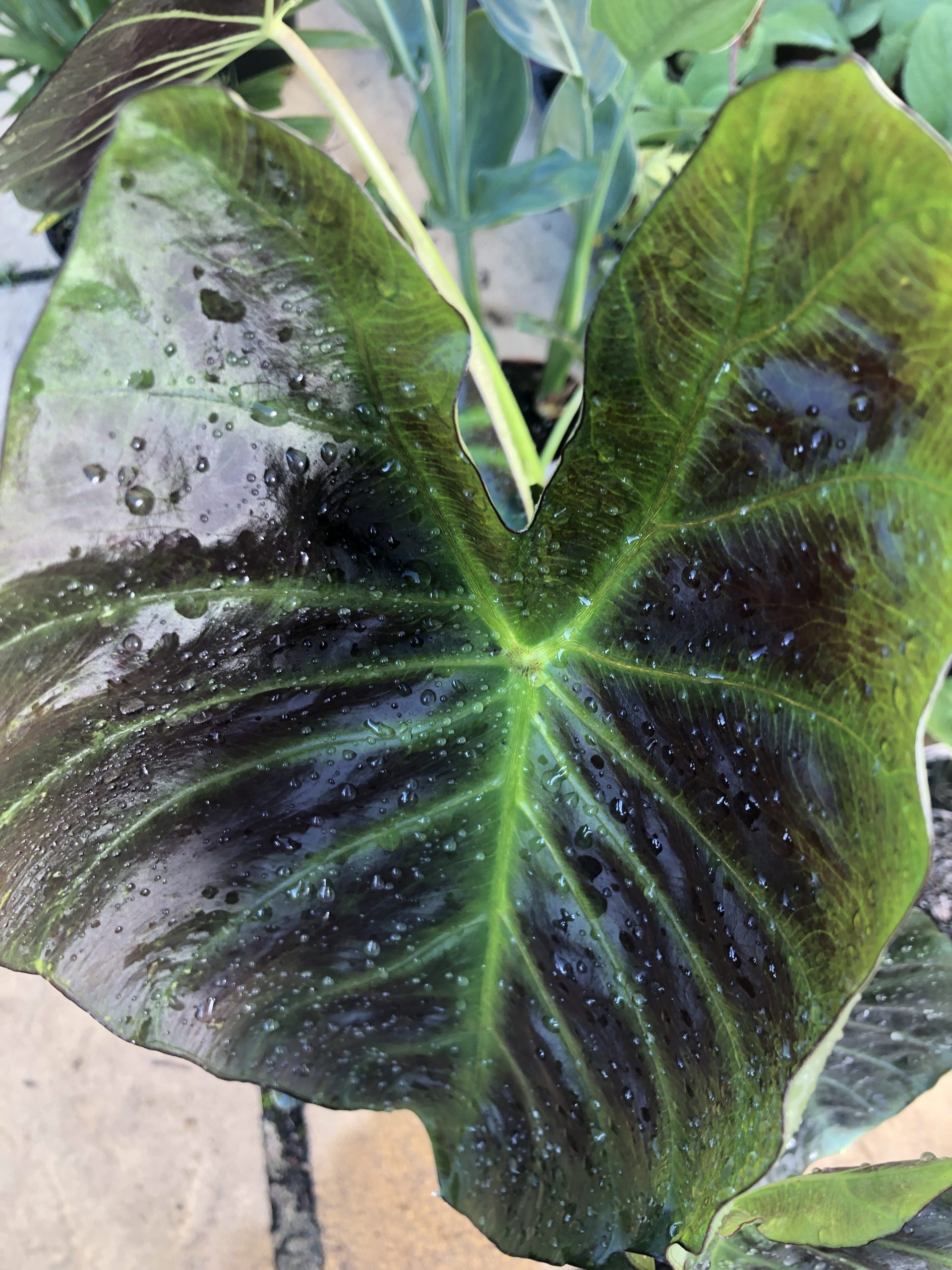 Colocasia Royal Hawaiian 'Aloha'
