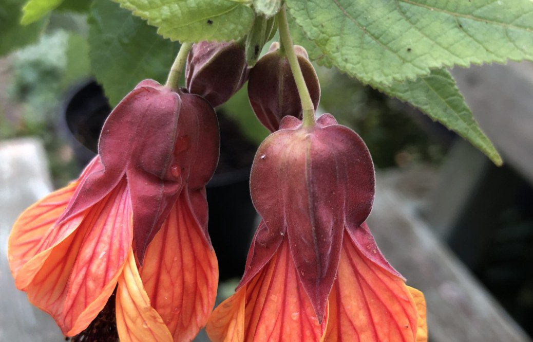 How to grow Abutilon Orange ‘Hot Lava’