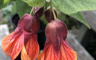 How to grow Abutilon Orange ‘Hot Lava’