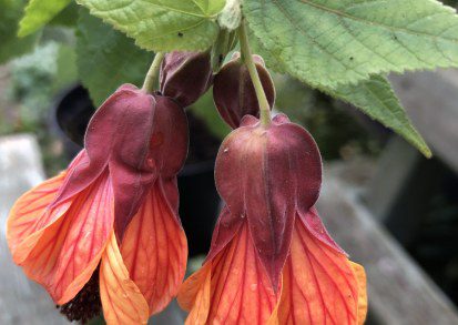 How to grow Abutilon Orange ‘Hot Lava’