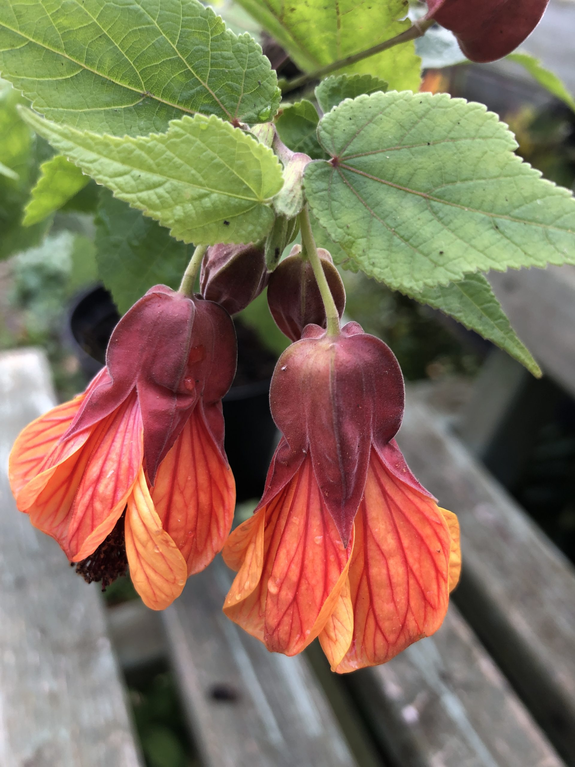 Abutilon Orange 'Hot Lava'