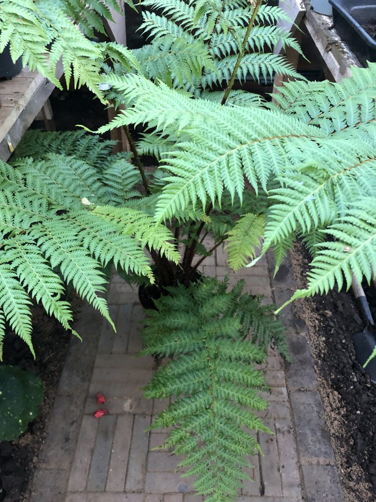 Cyathea cooperi
