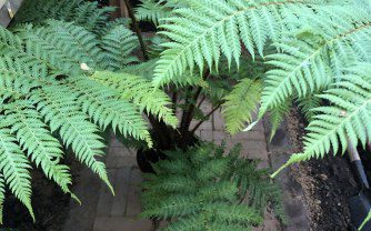 How to grow Cyathea cooperi