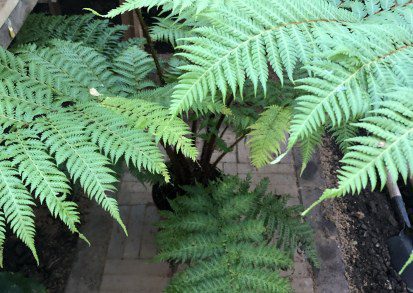 How to grow Cyathea cooperi