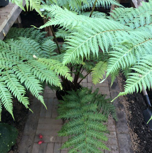 How to grow Cyathea cooperi