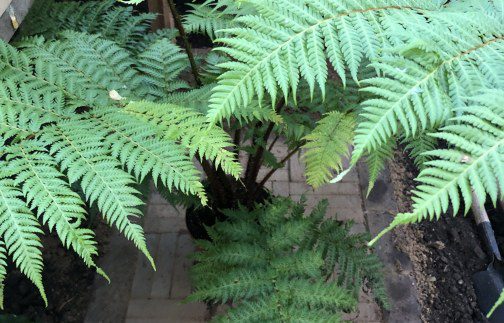 How to grow Cyathea cooperi