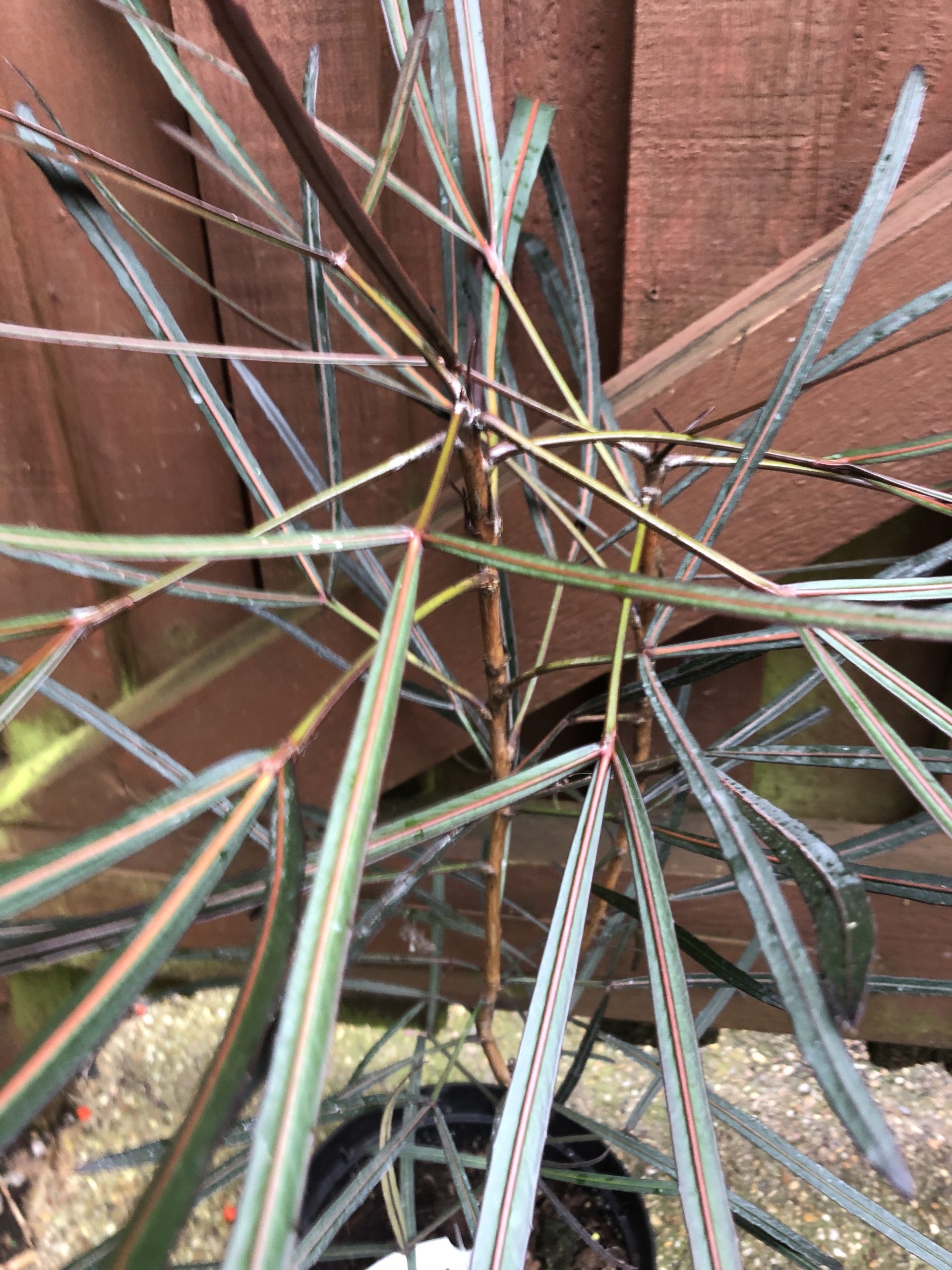 Pseudopanax crassifolius Trifoliolatum