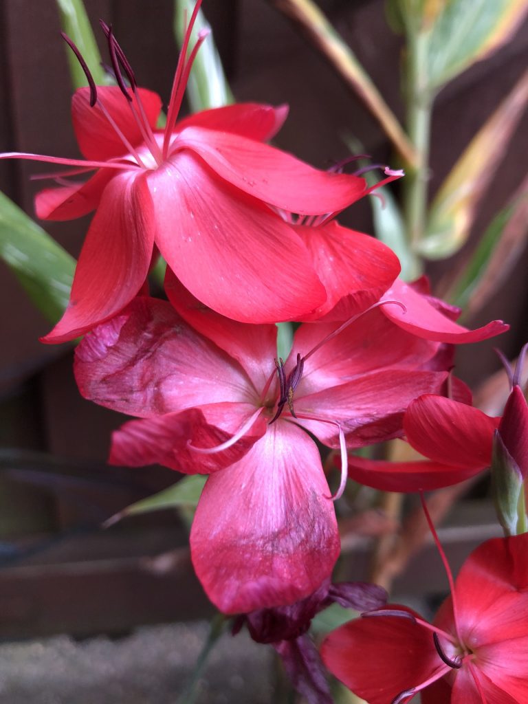hesperanthus