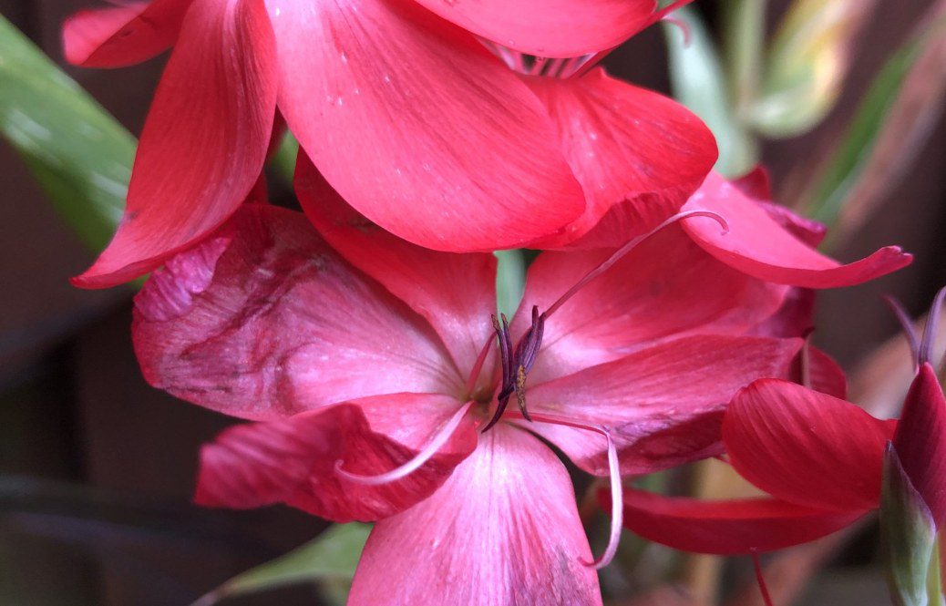 How to grow Hesperantha