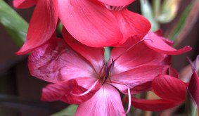 How to grow Hesperantha