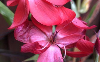 How to grow Hesperantha