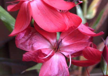 How to grow Hesperantha