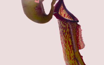 How to grow Nepenthes Miranda