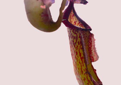 How to grow Nepenthes Miranda