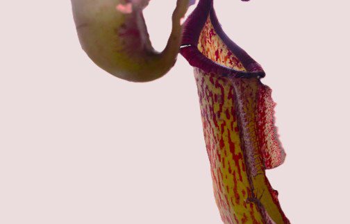 How to grow Nepenthes Miranda