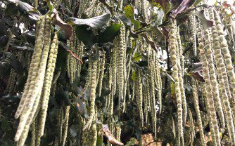 Cultivating Garrya elliptica: A Guide to Growing Silk Tassel Bush in the UK