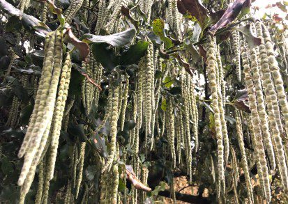 Cultivating Garrya elliptica: A Guide to Growing Silk Tassel Bush in the UK