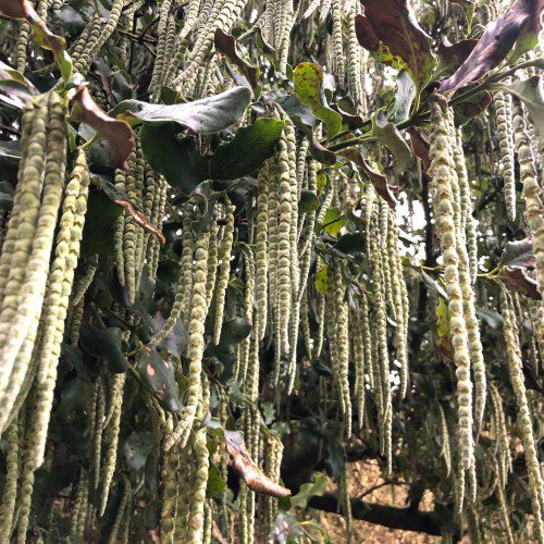 Cultivating Garrya elliptica: A Guide to Growing Silk Tassel Bush in the UK