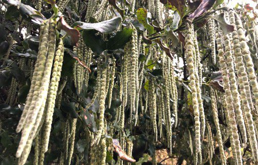 Cultivating Garrya elliptica: A Guide to Growing Silk Tassel Bush in the UK