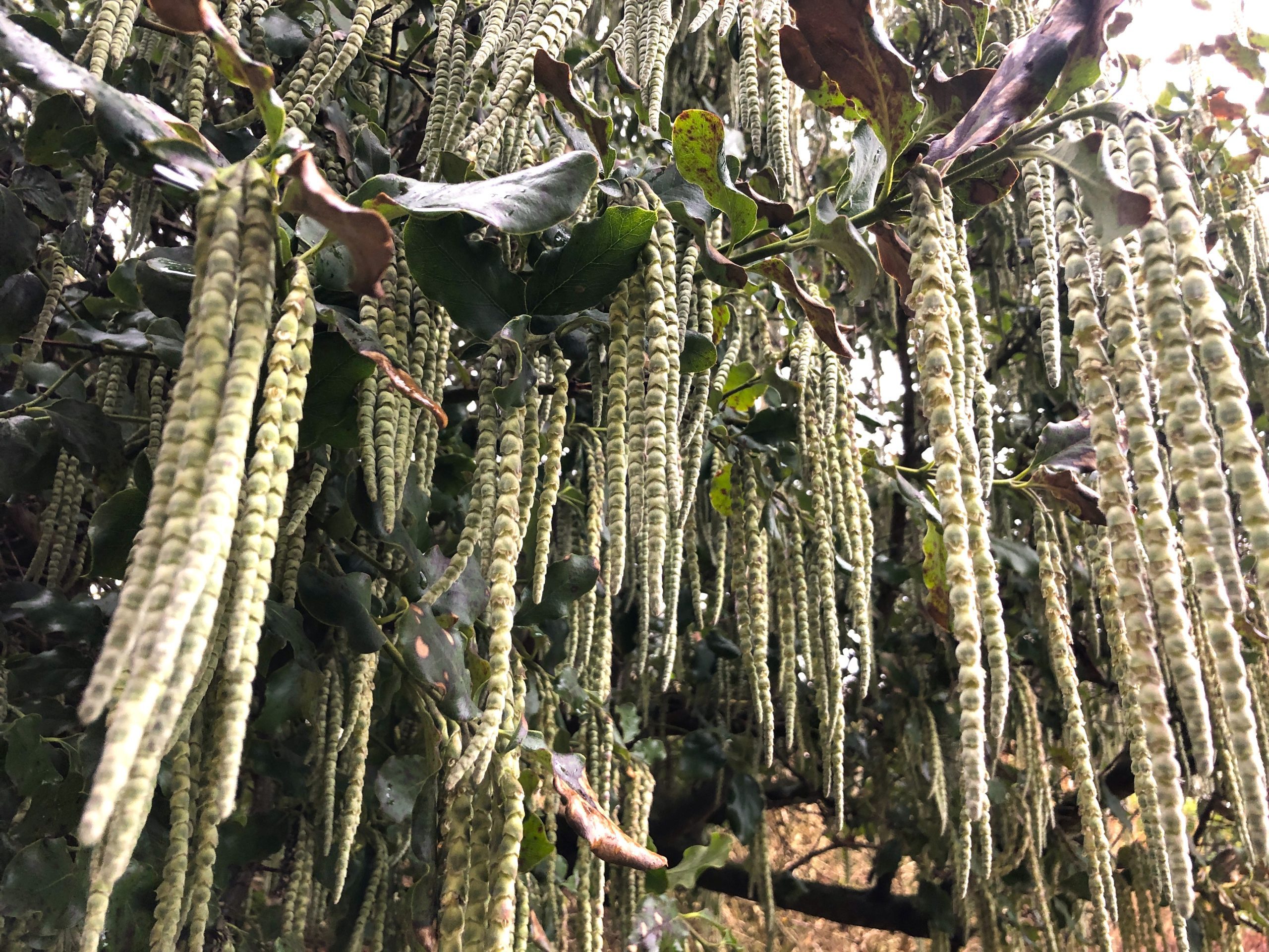 Garrya elliptica