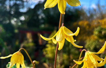 How to grow Erythronium Pagoda