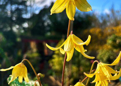 How to grow Erythronium Pagoda