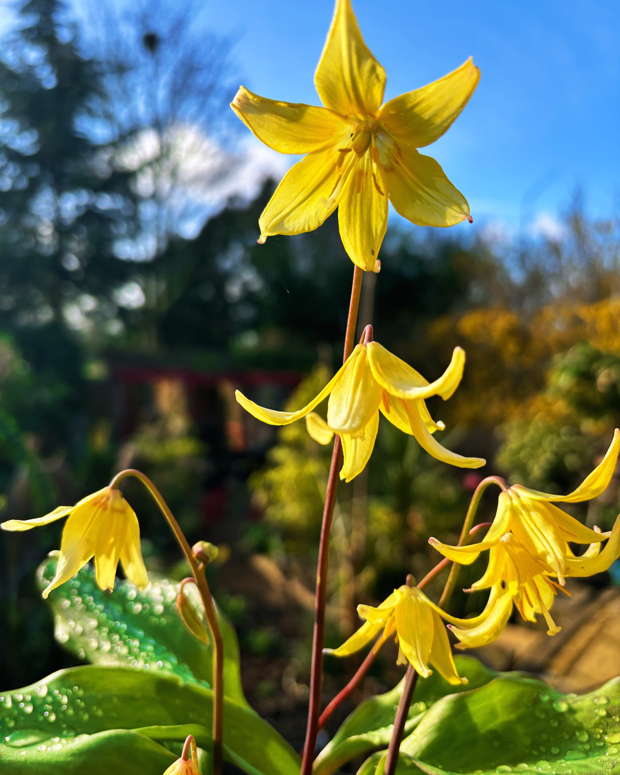 Erythronium