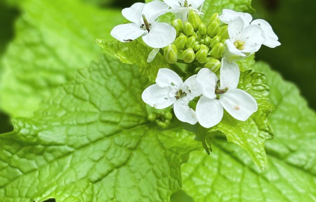 How to Get Rid Of Garlic Mustard