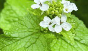 How to Get Rid Of Garlic Mustard