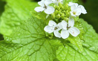 How to Get Rid Of Garlic Mustard