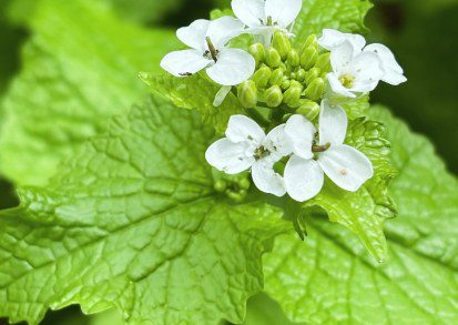 How to Get Rid Of Garlic Mustard