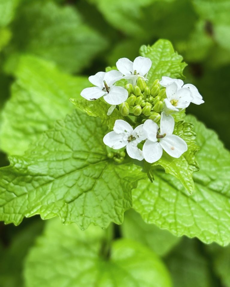 How to Get Rid Of Garlic Mustard