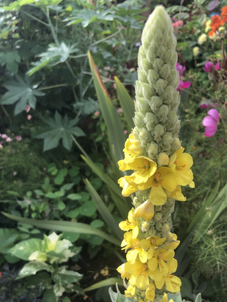 How to grow Verbascum