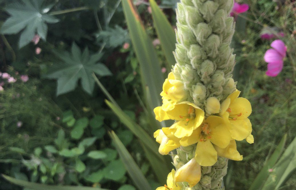 How to grow Verbascum