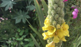 How to grow Verbascum