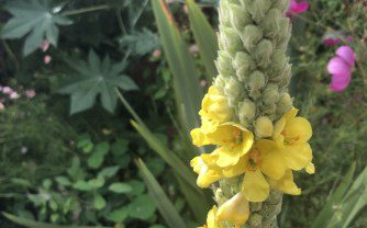 How to grow Verbascum