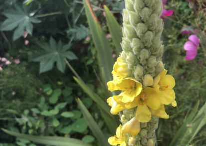 How to grow Verbascum