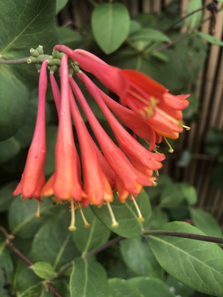 How to Grow Lonicera × brownii ‘Dropmore Scarlet’