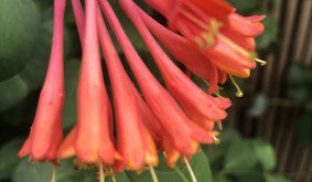 How to Grow Lonicera × brownii ‘Dropmore Scarlet’