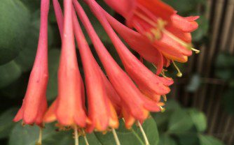 How to Grow Lonicera × brownii ‘Dropmore Scarlet’