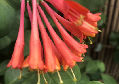 How to Grow Lonicera × brownii ‘Dropmore Scarlet’