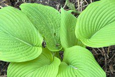 What is the largest Hosta?