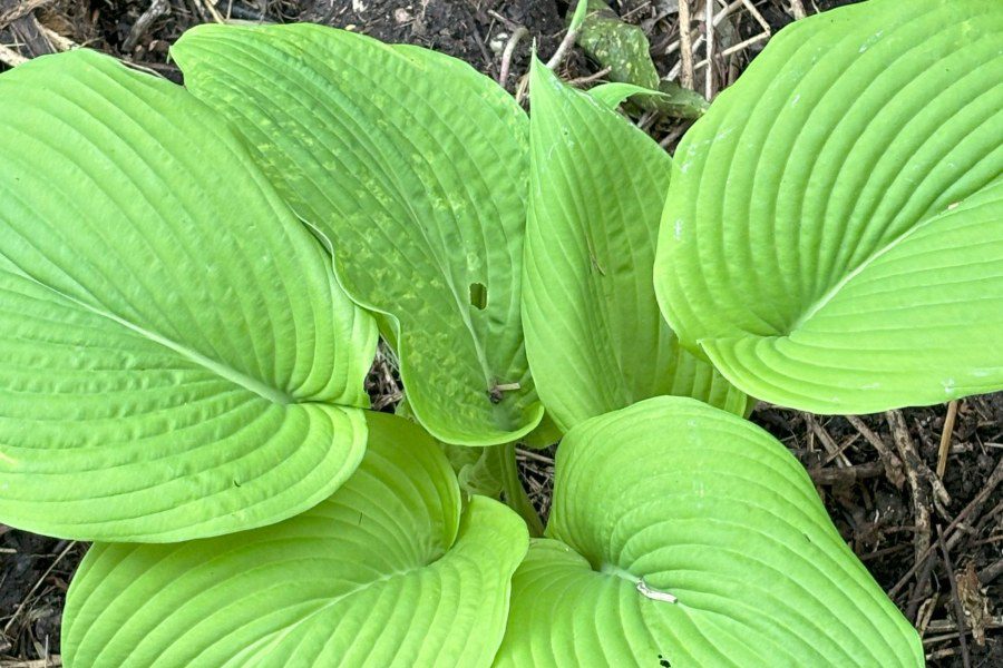 What is the largest Hosta?