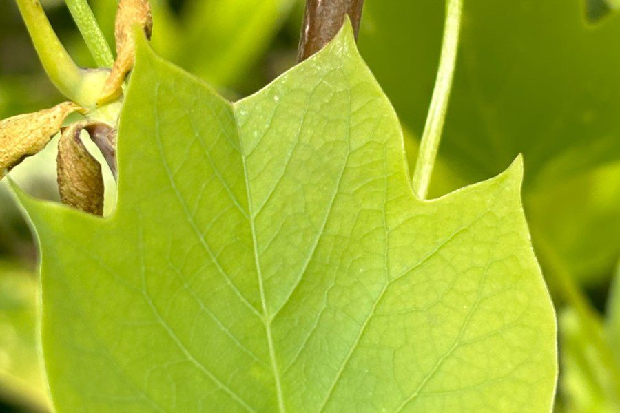 How big do Tulip Trees get?