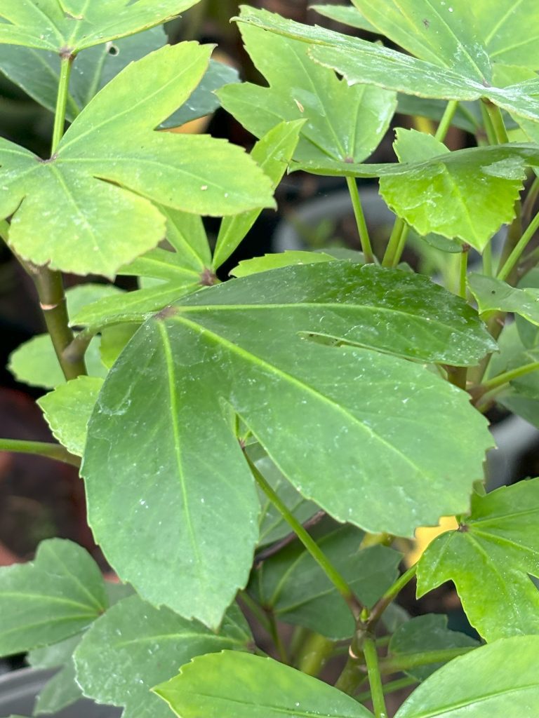 How to grow Pseudopanax ‘Cyril Watson’