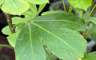 How to grow Pseudopanax ‘Cyril Watson’