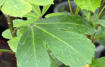 How to grow Pseudopanax ‘Cyril Watson’